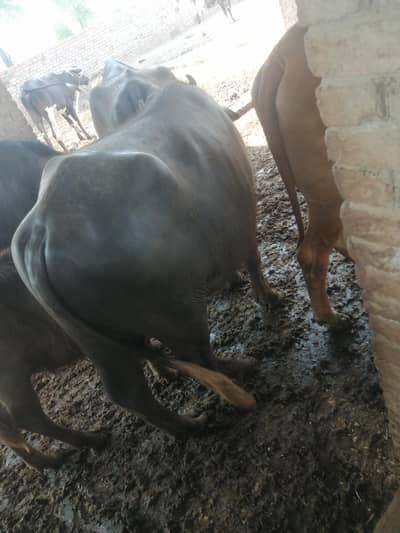 3 Bull Weray 1 bafflow 1 kata