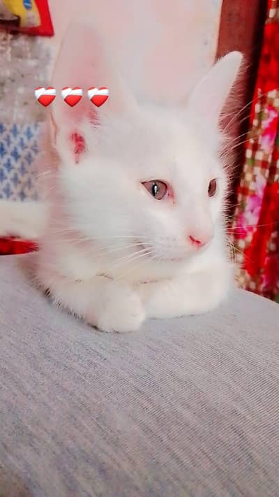 Quality Persian