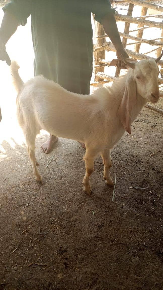 bajra 1