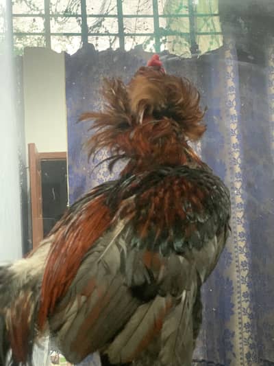 Serdar