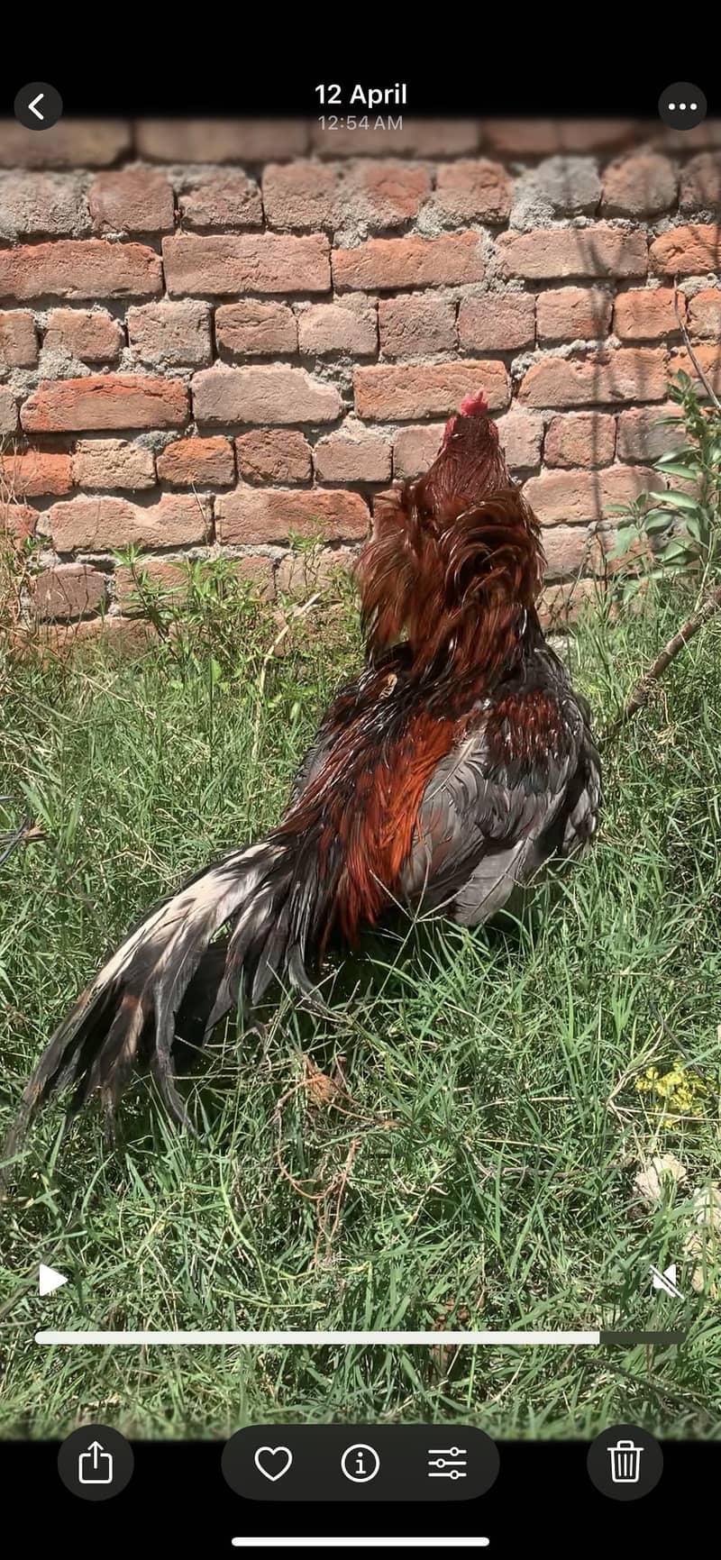 Serdar 3