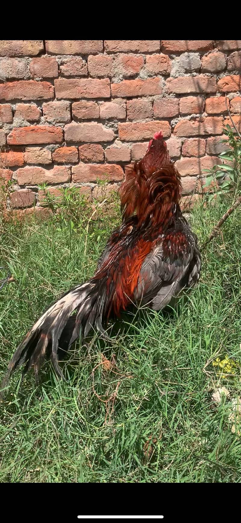 Serdar 5