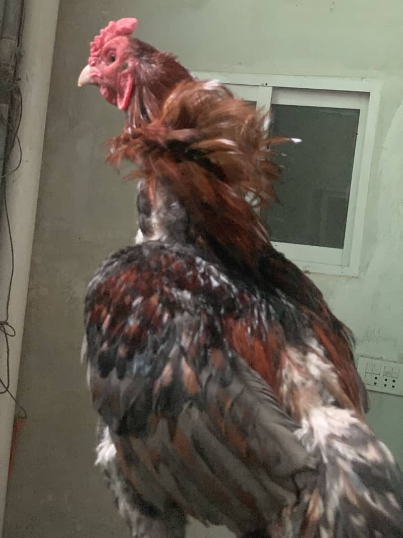 Serdar 6