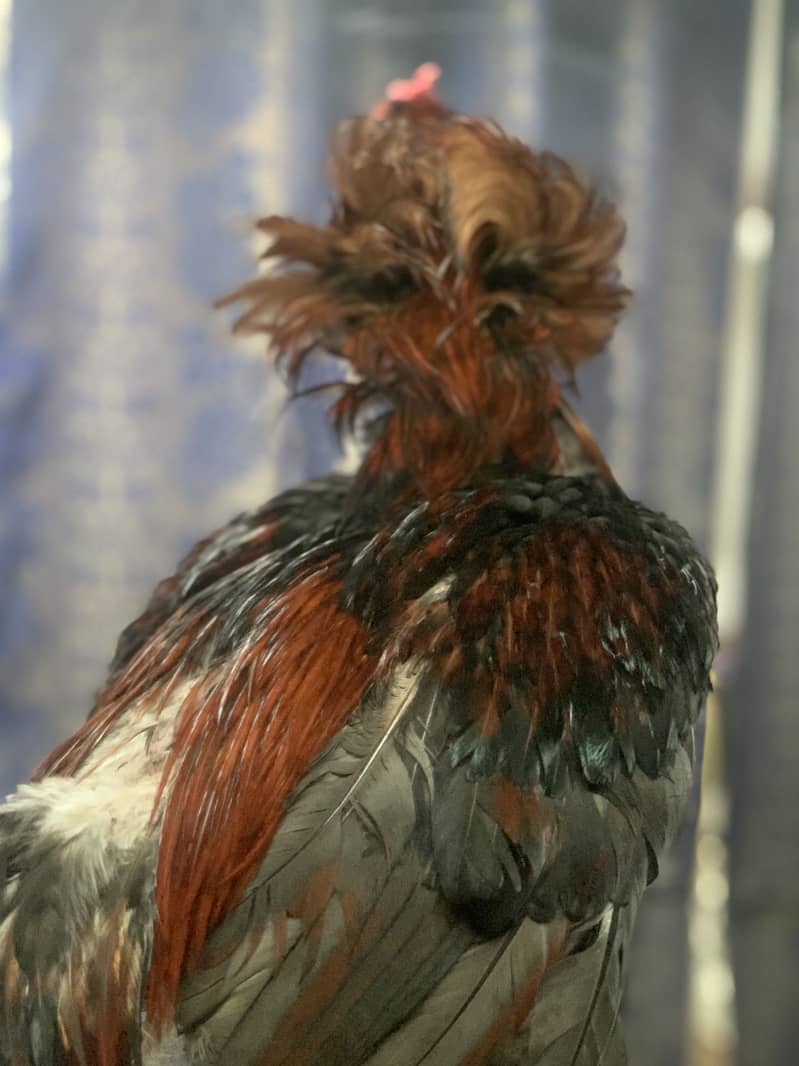 Serdar 9