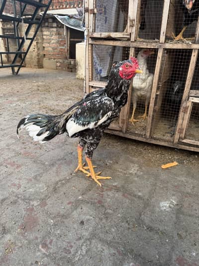 2 aseel murgai, 5 aseel madiyan 2 kurak, aseel chicks, ayam cemani set