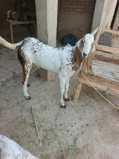 Bakra 2 for sale 2026
