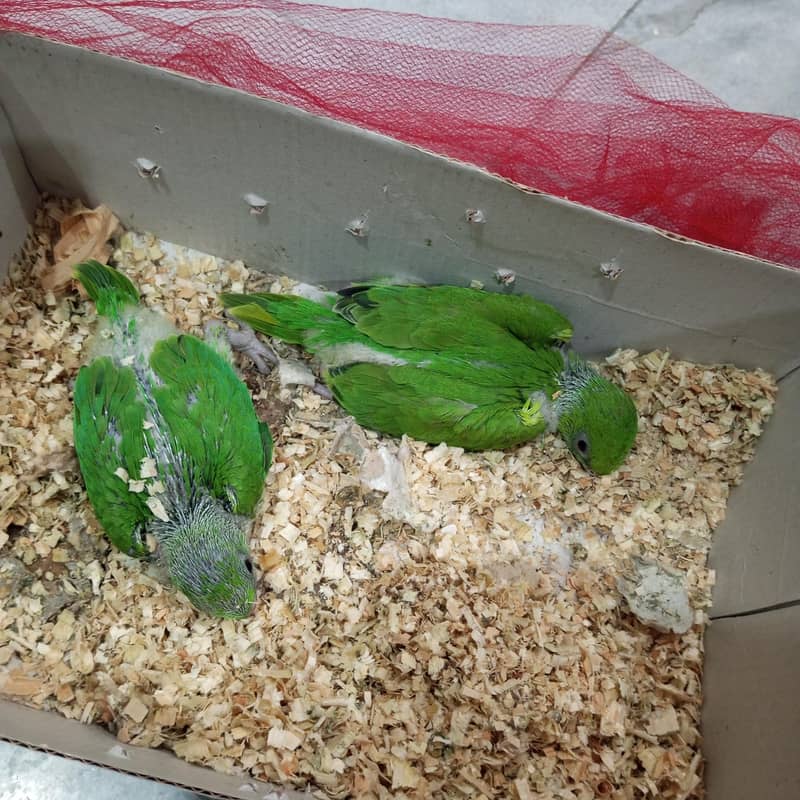 ringneck chicks 0