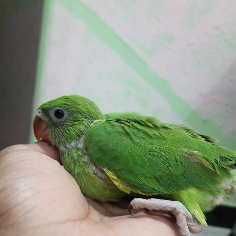 ringneck chicks 1
