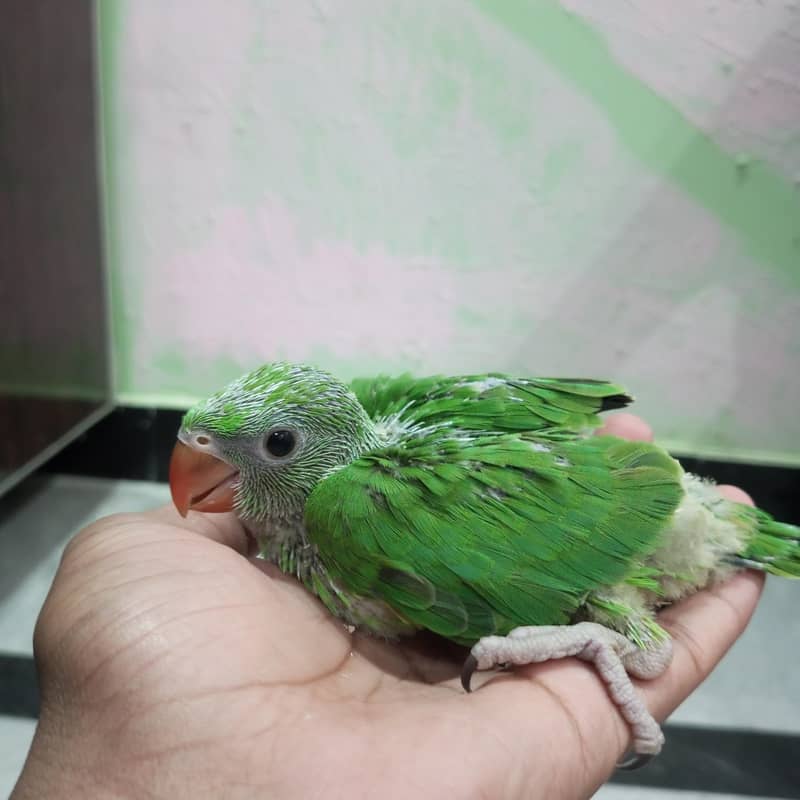 ringneck chicks 2