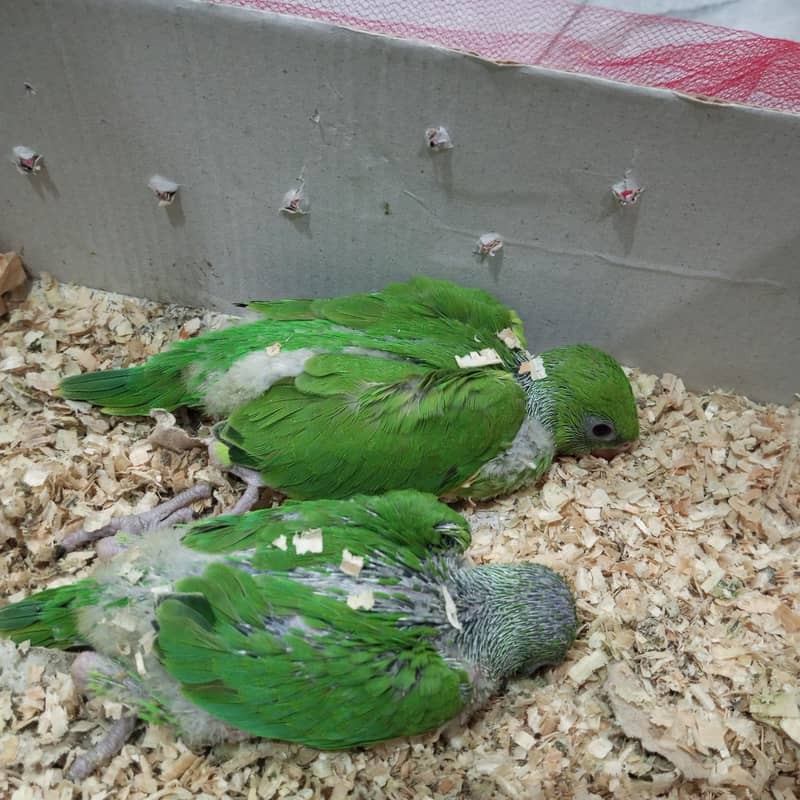 ringneck chicks 3