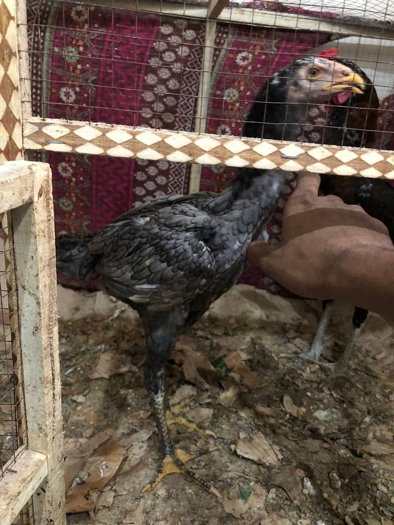 Thai pair available 1