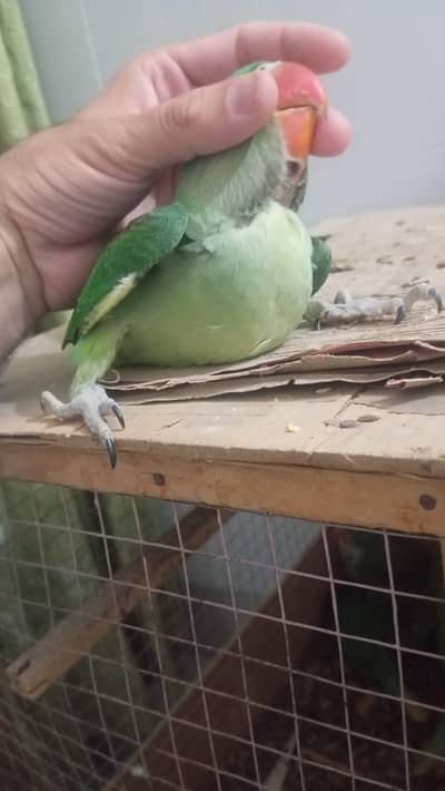 raw chick's healthy active hain male female confirm