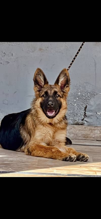 Triple coated German shepherd