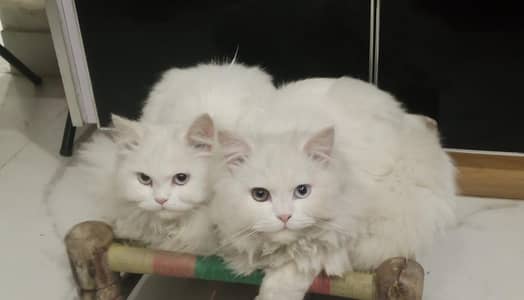 rare white Persian cat pair odd eyes triple coat Lahore