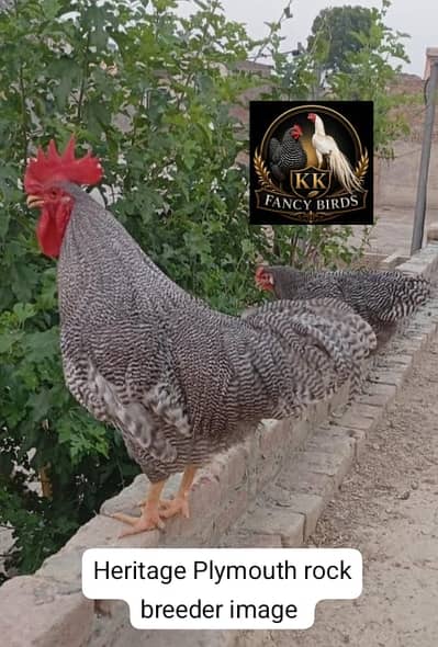 Heritage Plymouth rock|Plymouth chicks|parrot beak aseel |fertile eggs