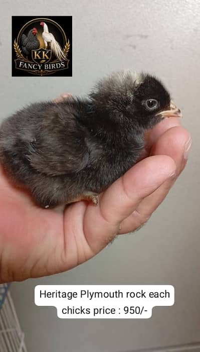 Plymouth rock heritage|fertile eggs|Plymouth chicks|parrot beak aseel|