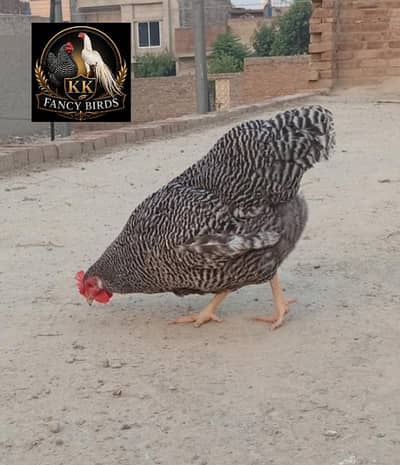 Plymouth rock heritage|fertile eggs|Plymouth chicks|Plymouth breeders
