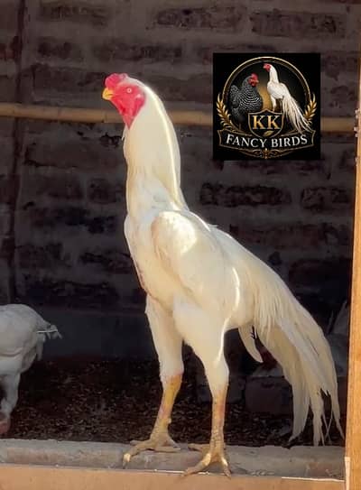 aseel |parrot beak | Indian parrot beak long tail |black, coco shamo