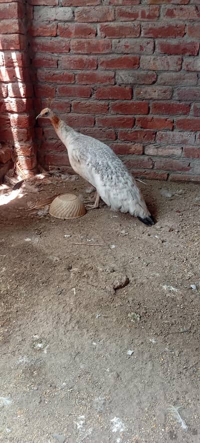 Peacocks Female eag 22 months