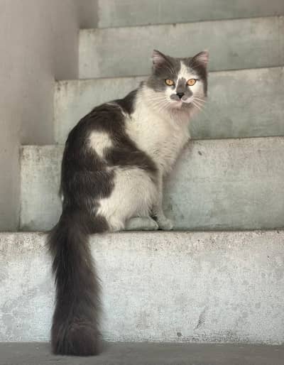 persion cats