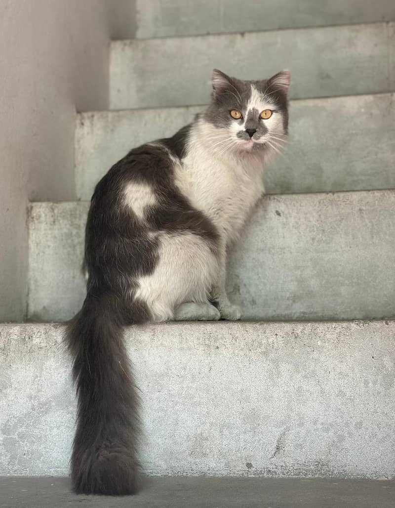 persion cats 0