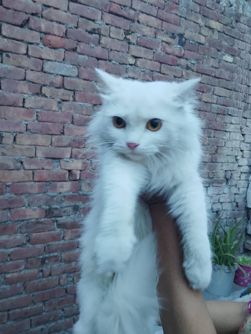 persion cats 1
