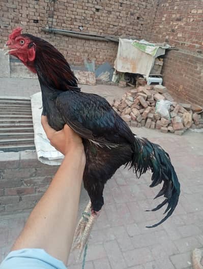 aseel murga for sale Location chungi amar Sadhu Lahore