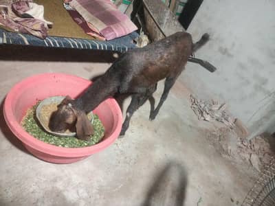 donda Eid bakra