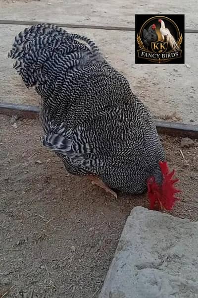 Plymouth rock heritage|fertile eggs|Indian parrot beak aseel |eggs