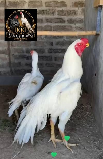 Plymouth rock heritage|fertile eggs|Indian parrot beak aseel chicks