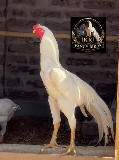 parrot beak | Indian parrot beak long tail |black, coco shamo |hens