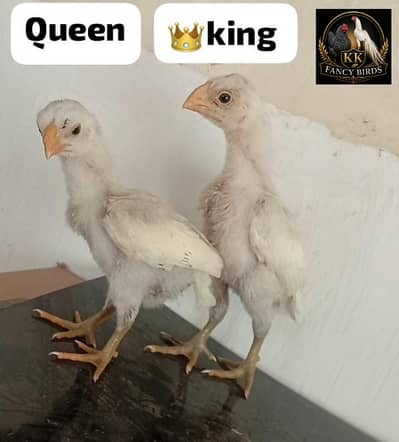 Plymouth rock heritage|fertile eggs|Indian parrot beak aseel chicks