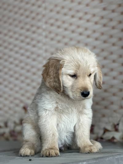 Golden Retriever Puppy | Golden Retriever Dog | Non Pedigree | Male