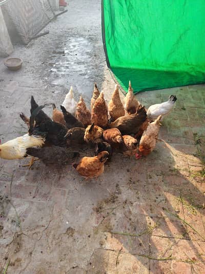 urgent sale murgiya market Sy ke ho ge murgi 1300 murga 2500