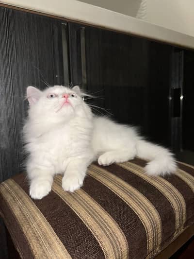 Pure persian cat