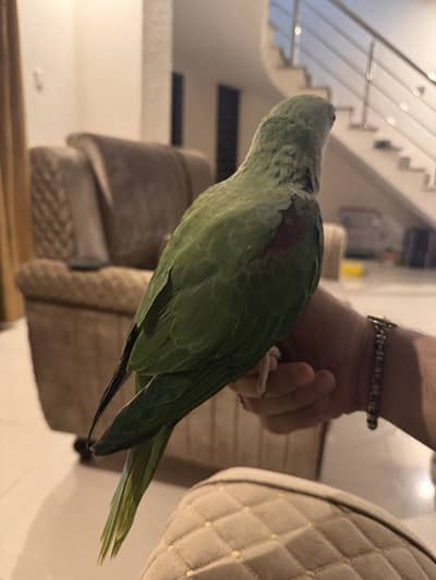 Raw parrot slef feed