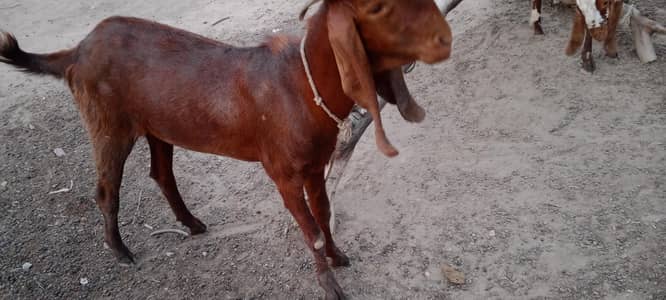 Bakra for sale