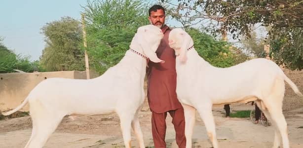 2 Bakre Urgent For Sale _ _03134947622