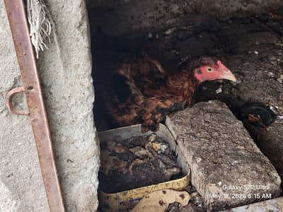 crook aseel hen broody