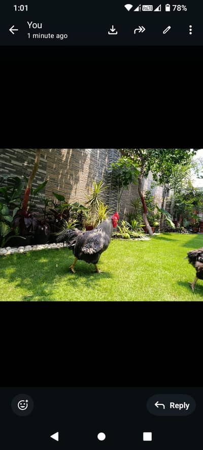 *Title:for Sale - Egg Laying Ready | Rawalpindi