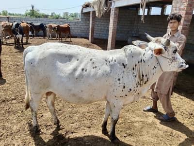 Bulls for sale, animal, cows, Janwar for sale