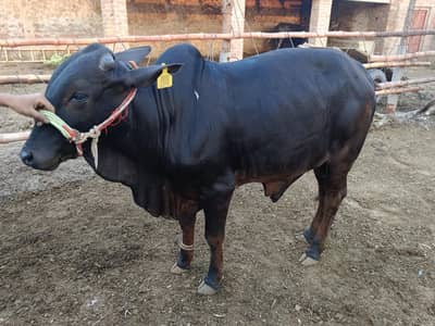 Bulls | bachra | wacha | sahiwal breed | cross breed | cholistani |