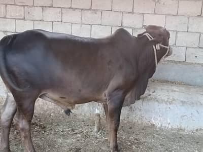 Bulls | bachra | wacha | sahiwal breed | cross breed | cholistani |