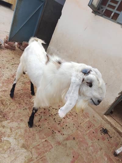 1Bakri  hy or 1 breeder Bakra hy or sth ma 2 bachyan b hy