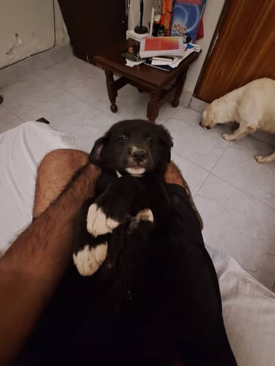 Adorable Labrador/Retriever Puppies Ready to Bring Joy & Companionship