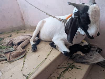 Bakra for sell