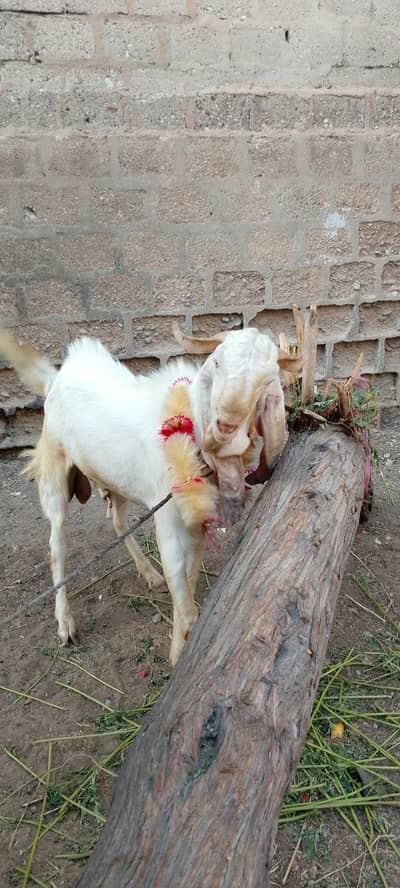 Bakra