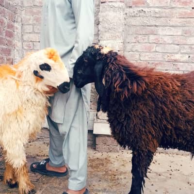 Qurbani 2026 Premium Bakra for Sale – Lahore