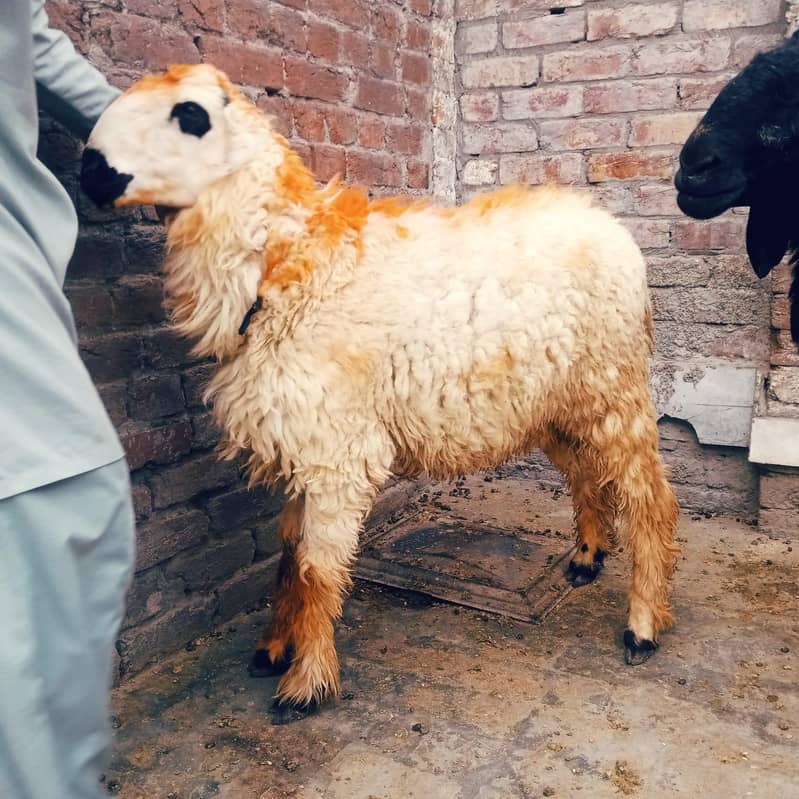 قربانی کے لیے شاندار بکروں کی جوڑی فروخت کے لیے 2