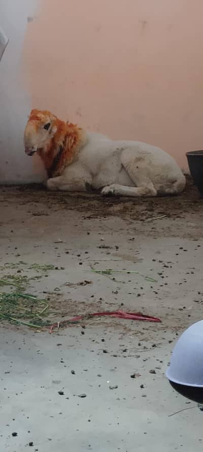 dumba ghar ka